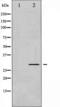 BCL2 Like 1 antibody, TA325264, Origene, Western Blot image 