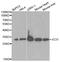 Enoyl-CoA Delta Isomerase 1 antibody, MBS126921, MyBioSource, Western Blot image 