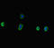 Dor antibody, LS-C679865, Lifespan Biosciences, Immunofluorescence image 