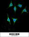 Amylase Alpha 2A (Pancreatic) antibody, 61-920, ProSci, Immunofluorescence image 