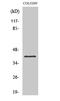G Protein-Coupled Receptor 62 antibody, A15290, Boster Biological Technology, Western Blot image 