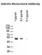 HA tag antibody, M30974, Boster Biological Technology, Western Blot image 