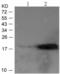 OP18 antibody, TA323946, Origene, Western Blot image 