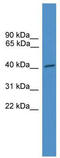Nuclear RNA Export Factor 5 antibody, TA343957, Origene, Western Blot image 