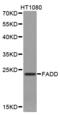 Fas Associated Via Death Domain antibody, STJ23610, St John