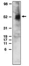 Sphingosine 1-phosphate receptor 4 antibody, AM05330PU-N, Origene, Western Blot image 