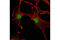 Ubiquitin Conjugating Enzyme E2 I antibody, 4786S, Cell Signaling Technology, Immunofluorescence image 