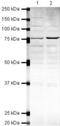 Poly(A)-Specific Ribonuclease antibody, PA5-19552, Invitrogen Antibodies, Western Blot image 