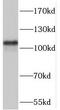 Polycystin-2 antibody, FNab06635, FineTest, Western Blot image 