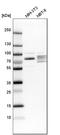 Exonuclease 3'-5' Domain Containing 2 antibody, HPA005848, Atlas Antibodies, Western Blot image 