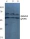 Mitogen-Activated Protein Kinase 8 antibody, AP20849PU-N, Origene, Western Blot image 