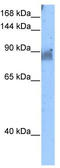 Protein kinase C-binding protein NELL2 antibody, TA339034, Origene, Western Blot image 
