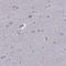 Fez family zinc finger protein 1 antibody, NBP2-57999, Novus Biologicals, Immunohistochemistry frozen image 