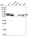 Ubiquitin-associated protein 1 antibody, HPA041590, Atlas Antibodies, Western Blot image 