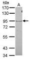 Oxidation Resistance 1 antibody, GTX120649, GeneTex, Western Blot image 