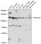 90 kDa ribosomal protein S6 kinase 4 antibody, 13-447, ProSci, Western Blot image 