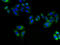 ADP Ribosylation Factor Like GTPase 6 Interacting Protein 1 antibody, A64686-100, Epigentek, Immunofluorescence image 