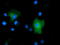 Xaa-Pro dipeptidase antibody, TA501727, Origene, Immunofluorescence image 