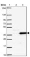 Family With Sequence Similarity 9 Member A antibody, NBP2-31622, Novus Biologicals, Western Blot image 
