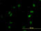 Oxidative Stress Responsive Kinase 1 antibody, LS-C133614, Lifespan Biosciences, Immunofluorescence image 