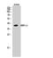 Mitochondrial Ribosomal Protein L3 antibody, A12688, Boster Biological Technology, Western Blot image 