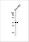 Syntaxin 1B antibody, A06932, Boster Biological Technology, Western Blot image 