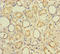 CXXC Finger Protein 5 antibody, A65418-100, Epigentek, Immunohistochemistry paraffin image 