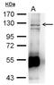 Rho guanine nucleotide exchange factor 2 antibody, NBP2-21577, Novus Biologicals, Immunoprecipitation image 