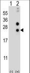 CSN1S1 antibody, LS-C167089, Lifespan Biosciences, Western Blot image 