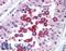 Ring Finger Protein 216 antibody, LS-B1430, Lifespan Biosciences, Immunohistochemistry frozen image 
