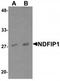 NEDD4 family-interacting protein 1 antibody, TA320033, Origene, Western Blot image 