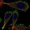Keratin 75 antibody, NBP2-56047, Novus Biologicals, Immunofluorescence image 