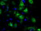 GLGB antibody, TA500846, Origene, Immunofluorescence image 