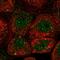 Enhancer of mRNA-decapping protein 4 antibody, HPA041164, Atlas Antibodies, Immunofluorescence image 