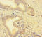 Transmembrane Protein 52B antibody, orb30366, Biorbyt, Immunohistochemistry paraffin image 