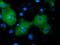 NIMA Related Kinase 11 antibody, TA501583, Origene, Immunofluorescence image 
