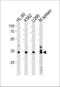 Growth Factor Independent 1B Transcriptional Repressor antibody, LS-C203993, Lifespan Biosciences, Western Blot image 
