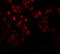 Histone-lysine N-methyltransferase EZH2 antibody, 6263, ProSci Inc, Immunofluorescence image 