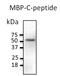 C-peptide antibody, orb334982, Biorbyt, Western Blot image 
