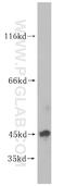 Ubiquitin Conjugating Enzyme E2 Z antibody, 16928-1-AP, Proteintech Group, Western Blot image 