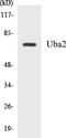 Ubiquitin Like Modifier Activating Enzyme 2 antibody, EKC1584, Boster Biological Technology, Western Blot image 