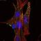 Kelch Like Family Member 1 antibody, MA5-15700, Invitrogen Antibodies, Immunofluorescence image 