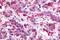 Neuromedin U Receptor 2 antibody, NBP1-02351, Novus Biologicals, Immunohistochemistry frozen image 