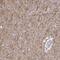 Anoctamin-5 antibody, NBP2-32401, Novus Biologicals, Immunohistochemistry paraffin image 