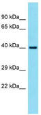 Family With Sequence Similarity 131 Member A antibody, TA335397, Origene, Western Blot image 