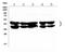 Heterogeneous Nuclear Ribonucleoprotein D antibody, A09982-1, Boster Biological Technology, Western Blot image 