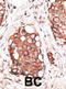 Hippocalcin-like protein 1 antibody, abx028511, Abbexa, Immunohistochemistry frozen image 