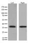 Hydroxysteroid 17-Beta Dehydrogenase 13 antibody, TA592047S, Origene, Western Blot image 