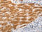 hOAT3 antibody, CSB-PA240950, Cusabio, Immunohistochemistry paraffin image 
