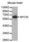 MYCN Proto-Oncogene, BHLH Transcription Factor antibody, abx000732, Abbexa, Western Blot image 